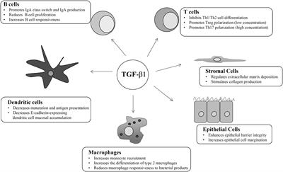 Transforming Growth Factor-β1/Smad7 in Intestinal Immunity, Inflammation, and Cancer